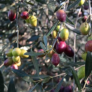 Olive sull'albero
